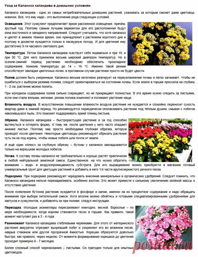 Уход за Каланхоэ каландива в домашних условиях