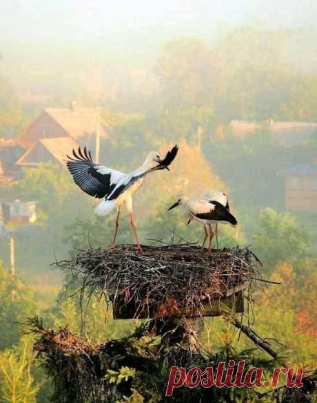 Բաեւ բարի օր...արարչական🌞

Հ. ՍԱՀՅԱՆ
Դեռ արցունքներ ունի
Ծիծաղի մեջ պահած,
Հողըդ ամեն հողում
Տարագիրներ ունի,
Քո ծնկաչոք վանքն էլ
Բակում կանգնած չինար
Եվ չինարի ծաղկած
Ճյուղերին բույն դրած
Արագիլներ ունի:

Եվ դու պիտի շնչես
Ու ներշնչվես անվերջ,
Երբ որ խոնարհ ու խեղճ
Քո մասրենին անգամ
Սուր մագիլներ ունի:

1967 թ.