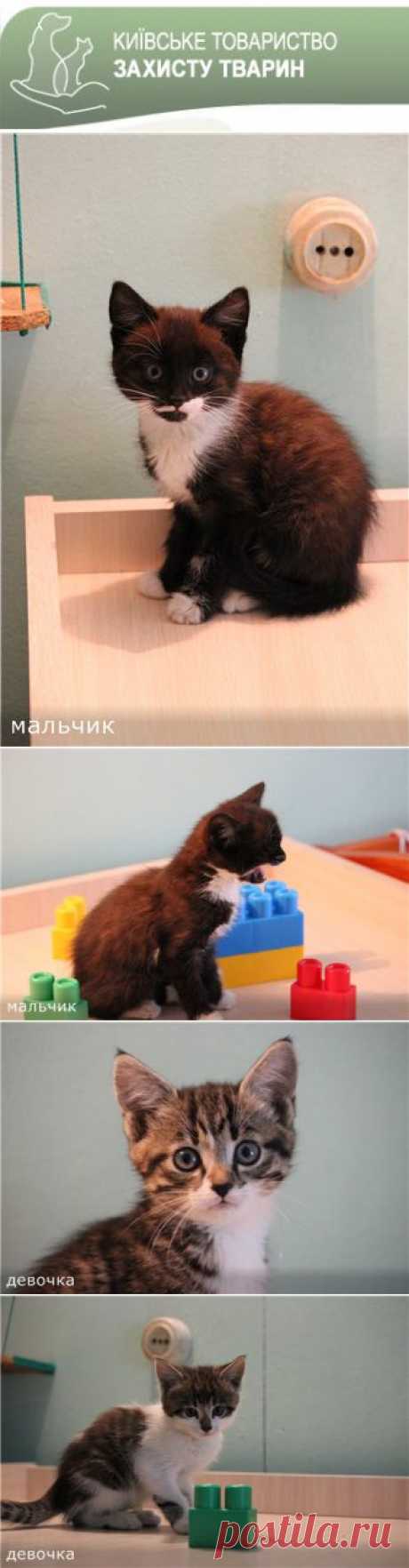 БУЧА-КИЕВ!!! 7 КОТЯТ! ПЕРЕПОСТ!!!!