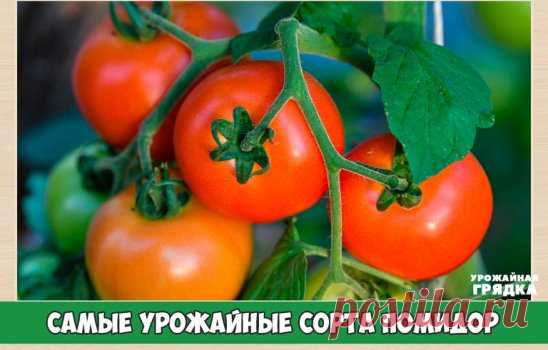 Самые урожайные сорта помидор для теплиц и открытого грунта
Урожай помидор зависит не только от вида посадочного материала, но и места выращивания, плодородности почвы. Сорта для открытого грунта и предназначенные для выращивания в теплицах будут существенно отличаться. Важно, чтобы сорт помидор соответствовал условиям произрастания.