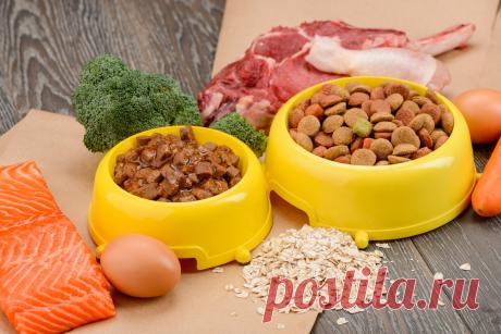 Сухой корм или натуралка — чем лучше кормить собак? Фото — Ботаничка.ru