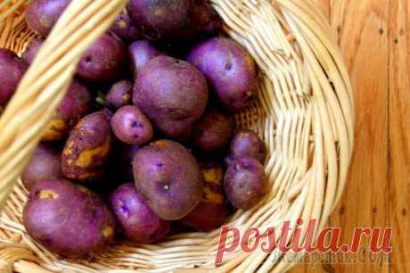 Как вырастить фиолетовую картошку на своем дачном участке