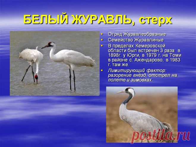 0019-019-BELYJ-ZHURAVL-sterkh.jpg (960×720)
