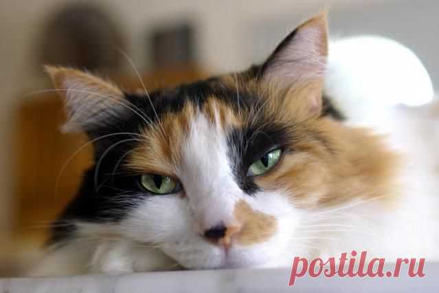 About Tortoiseshell Cats' History and Markings