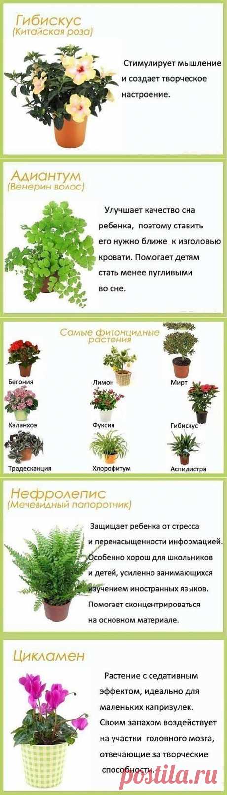 Цветы в детскую комнату