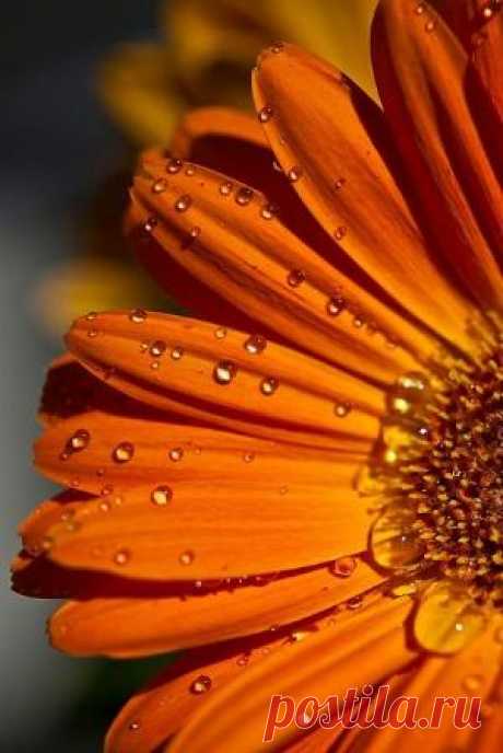 Orange Color Theme by Andrea A. Elisabeth on Indulgy.com