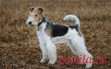 Порода собак фокстерьер