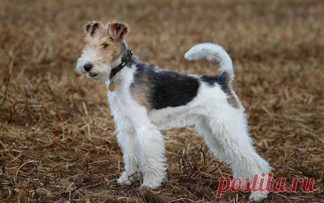 Порода собак фокстерьер