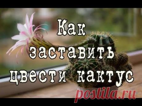 Как заставить цвести КАКТУС, два метода. Какие кактусы НЕ ЦВЕТУТ в домашних условиях