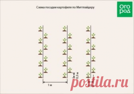 Традиционные и новые способы выращивания картофеля: плюсы и минусы каждого | На грядке (Огород.ru)