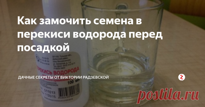 Как замочить семена в перекиси водорода перед посадкой Прежде чем посадить семена их необходимо обработать. Хорошо обеззараживает семена  перекись водорода, которая действует на прорастание семян даже лучше, чем марганцовка. Расскажу, как замочить семена в перекиси водорода перед посадкой.
