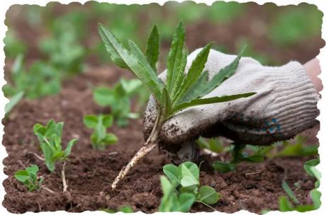 Мой способ борьбы с сорняки по весне | Сад и огород | Яндекс Дзен