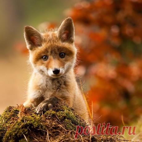 Мой Мир@Mail.Ru