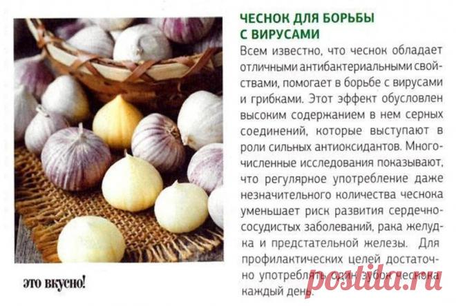 Чеснок - полезные свойства