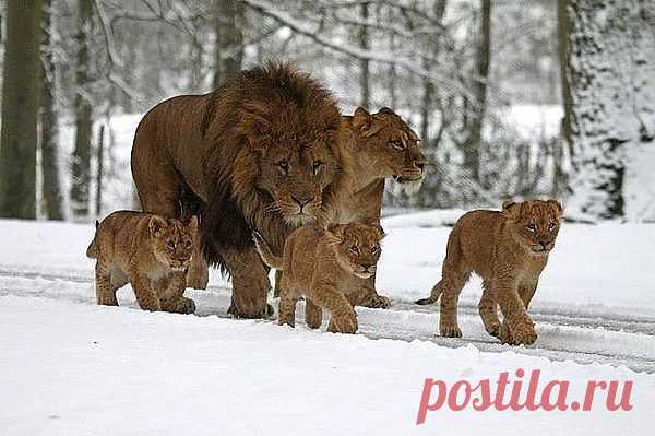Мой Мир@Mail.Ru