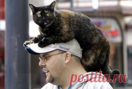 Котошапка 1