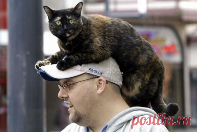 Котошапка 1