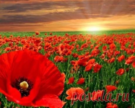 Новые фотографии природа обои.