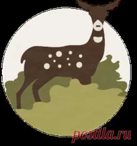 10 Fascinating Facts About Fireflies and Lightning Bugs