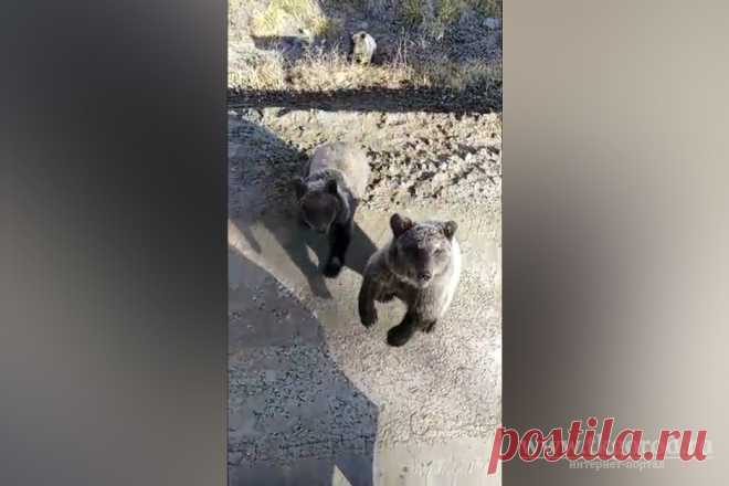 К водителям-дальнобойщикам недалеко от Усть-Илимска вышли три «дрессированных» медвежонка - Город