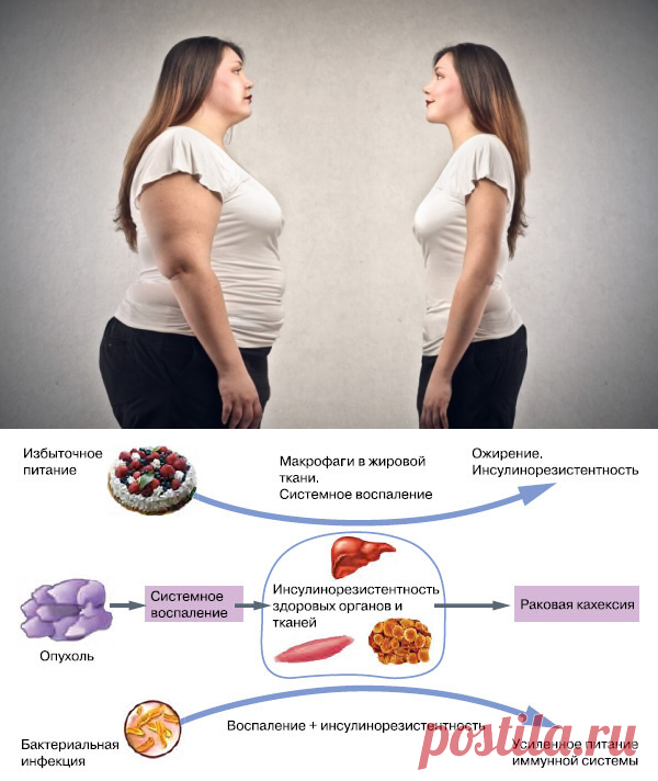 Как похудеть при повышенном инсулине в крови? — Диеты со всего света