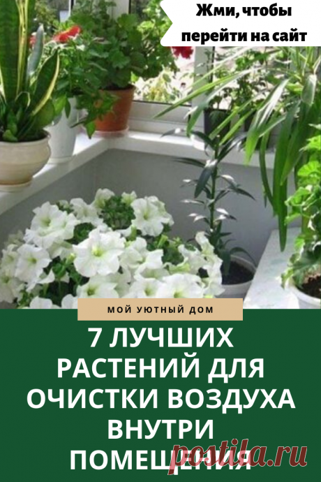 Домашние растения, которые очищают воздух