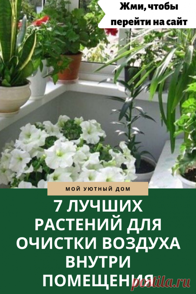 Домашние растения, которые очищают воздух