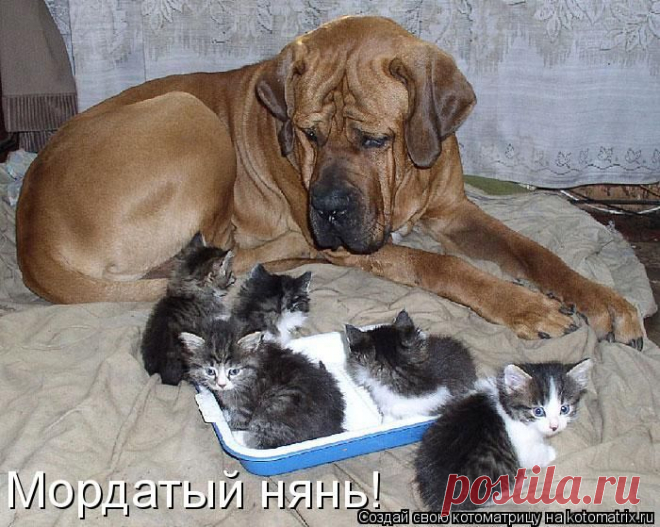 Мордатый нянь (котоматрица)