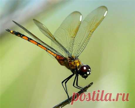 MAKRO FOTO