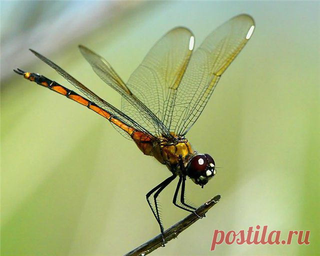 MAKRO FOTO
