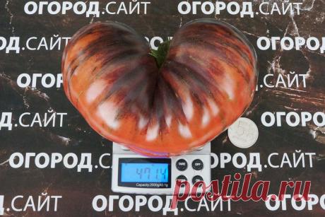 Томат Далёкий космос (Софии Сааковой), семена | ОГОРОД.сайт