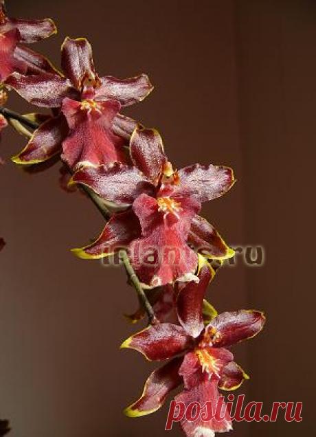 Камбрия Cambria - Комнатные растения и цветы