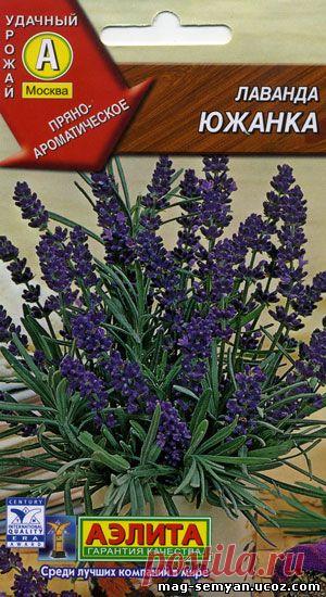 Лаванда Южанка - Многолетние - Цветы - Семена - Магазин семян "Астра"