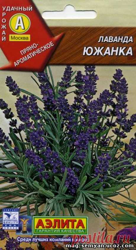 Лаванда Южанка - Многолетние - Цветы - Семена - Магазин семян &quot;Астра&quot;