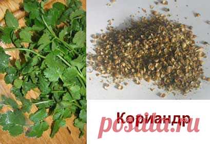 Кориандр: место для посадки, посев, уход, польза