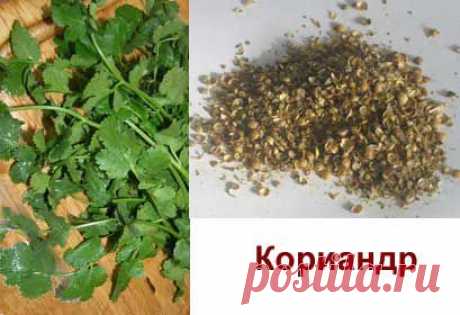 Кориандр: место для посадки, посев, уход, польза