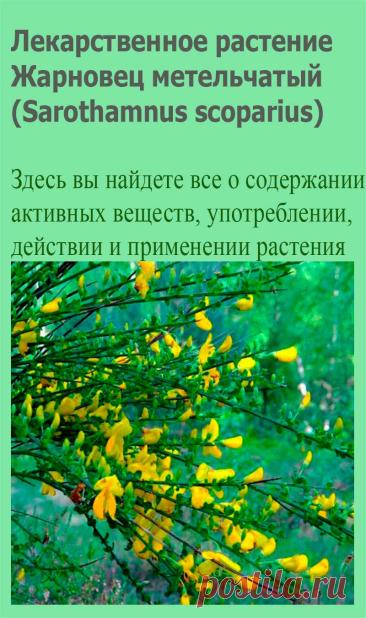 Лекарственное растение Жарновец метельчатый (Sarothamnus scoparius). Прямостоячий сильно разветвленный кустарник, Ветви зеленые, 5-гранные, прутовидные, высотой до 2,5 м. Листья мелкие, слабые, чаще тройчатые, верхние преимущественно цельные, эллиптические; многие ветви нередко вообще без листьев.
