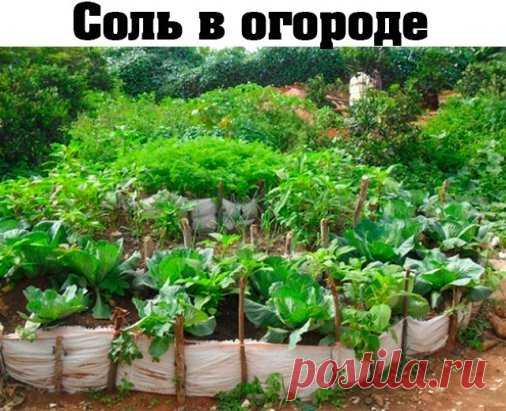 (59) Одноклассники