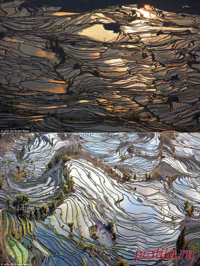 Захватывающие фотографии китайских рисовых полей..