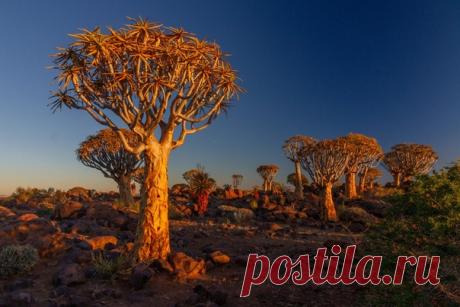 «Золотой лес Китмансхуп» Недалёко от намибийского городка Китмансхуп расположился целый лес алое известных также, как колчанное дерево. Их кора имеет бронзовый цвет, придающий деревьям сказочный вид в лучах заходящего солнца. Автор фото – Нина Слащина: nat-geo.ru/community/user/7586