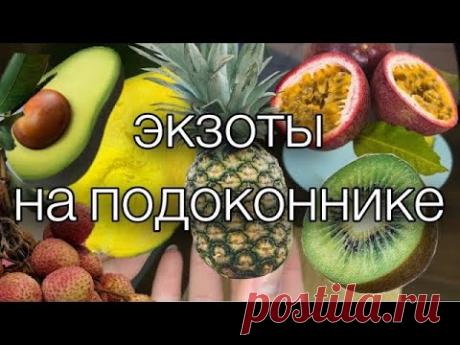 ВЫРАЩИВАЕМ ЭКЗОТИЧЕСКИЕ ФРУКТЫ ДОМА. КАК ВЫРАСТИТЬ ФЕЙХОА, ЛУКУМУ, МАРАКУЙЮ, ЛОНГАН, АНАНАС, МАНГО