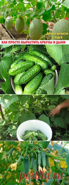 выращивание  арбузов и дынь
