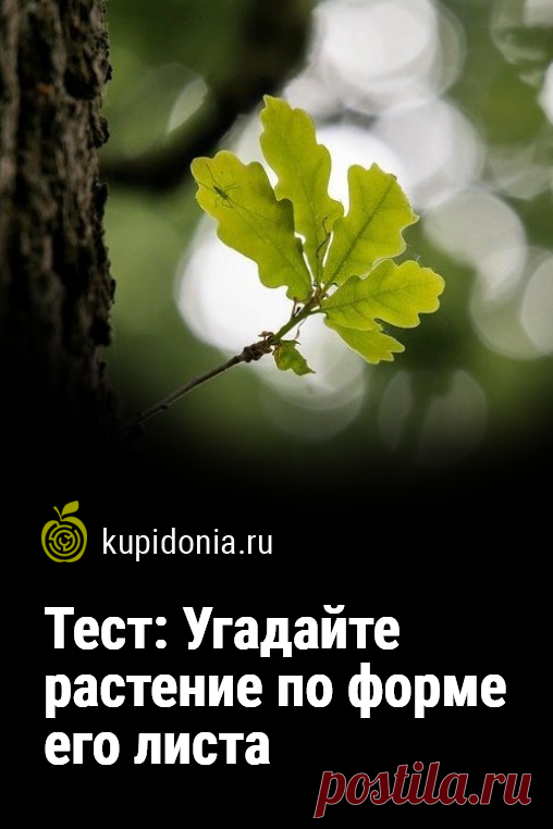Тест: Угадайте растение по форме его листа. Тесты и викторины, связанные с природой, очень популярны на нашем проекте, особенно те, в которых мы предлагаем вам угадать растение по фотографии. Сегодняшний тест о растениях — один из таких. Проверьте ваши знания!