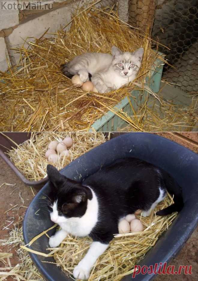 Кот высиживает яйца | KotoMail.ru