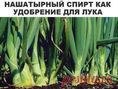 Заметили, что у лука побледнели и приобрели желтоватый оттенок перышки? Это он сигналит вам, что голодает из-за нехватки азота. Помогите ему, подкормив раствором нашатырного спирта.
Разбавьте в 10-литровом ведре воды 3 ст. ложки нашатыря и вечером пролейте грядки с лучком (под корешок). Такой ядреный раствор не только подкормит, но и отпугнет луковую муху.