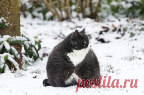 17 фотографий, которые доказывают, что котикам можно все. И даже немного больше