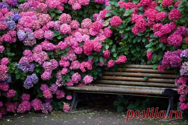 КУСТАРНИКИ, ЦВЕТУЩИЕ ВСЕ ЛЕТО