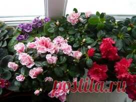 (51) Одноклассники
