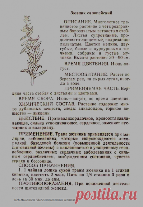 Зюзник европейский