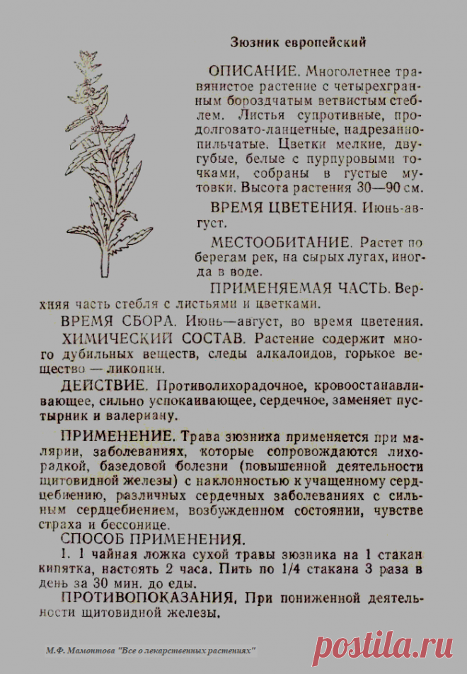 Зюзник европейский